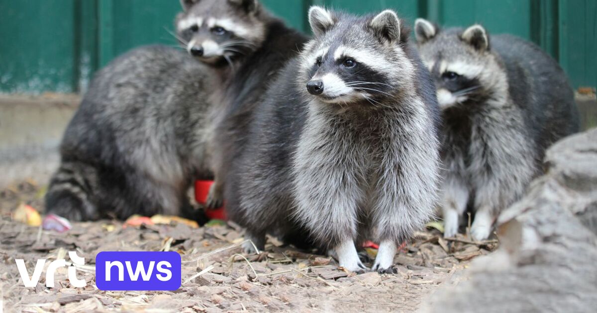 Wasberen duiken steeds vaker op in Limburg | VRT NWS: nieuws