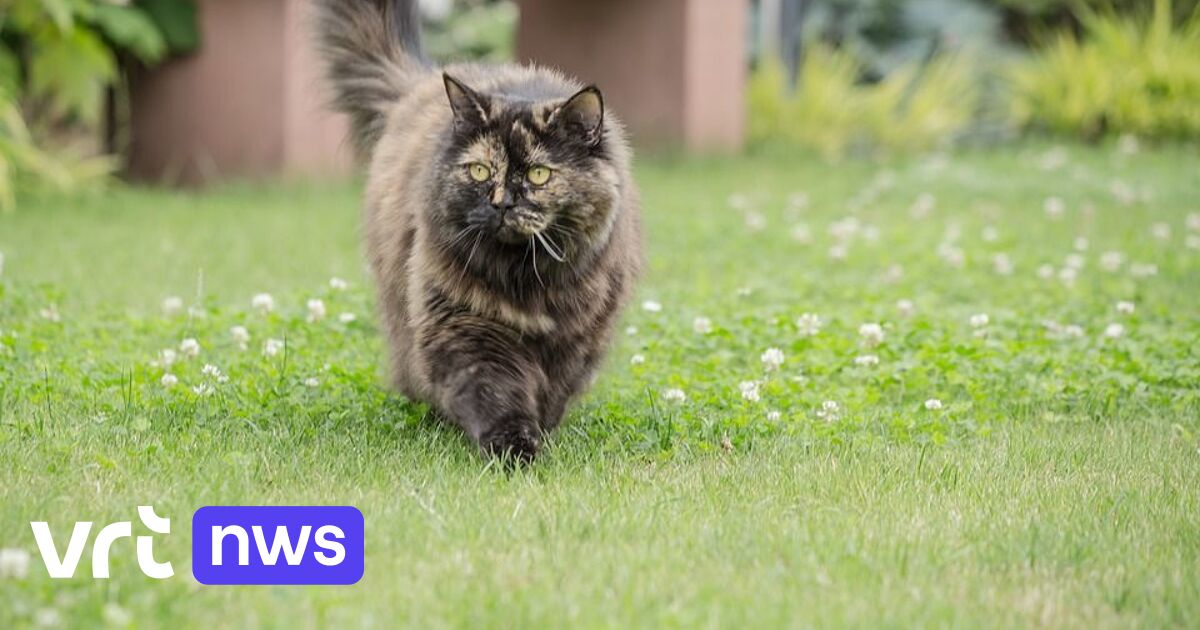 Hoe houd ik katten op een diervriendelijke manier uit mijn tuin? VRT