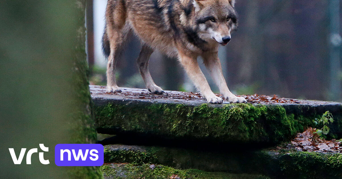Aantal wolven in Duitsland blijft toenemen: volgens de laatste telling