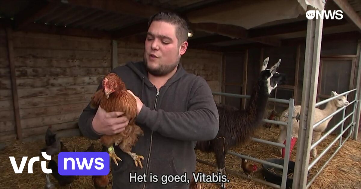 Kippen zijn hip meer mensen halen een kip uit het asiel in huis VRT
