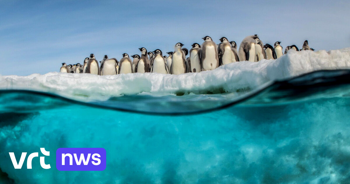 Het was 18,3 graden op Antarctica: hoogste temperatuur ooit gemeten op