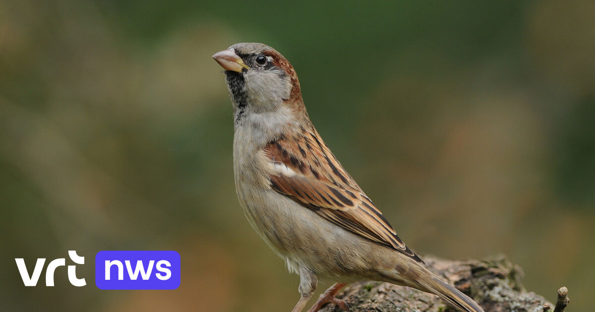 Welke vogels fladderen in jouw tuin? Doe mee met het Grote