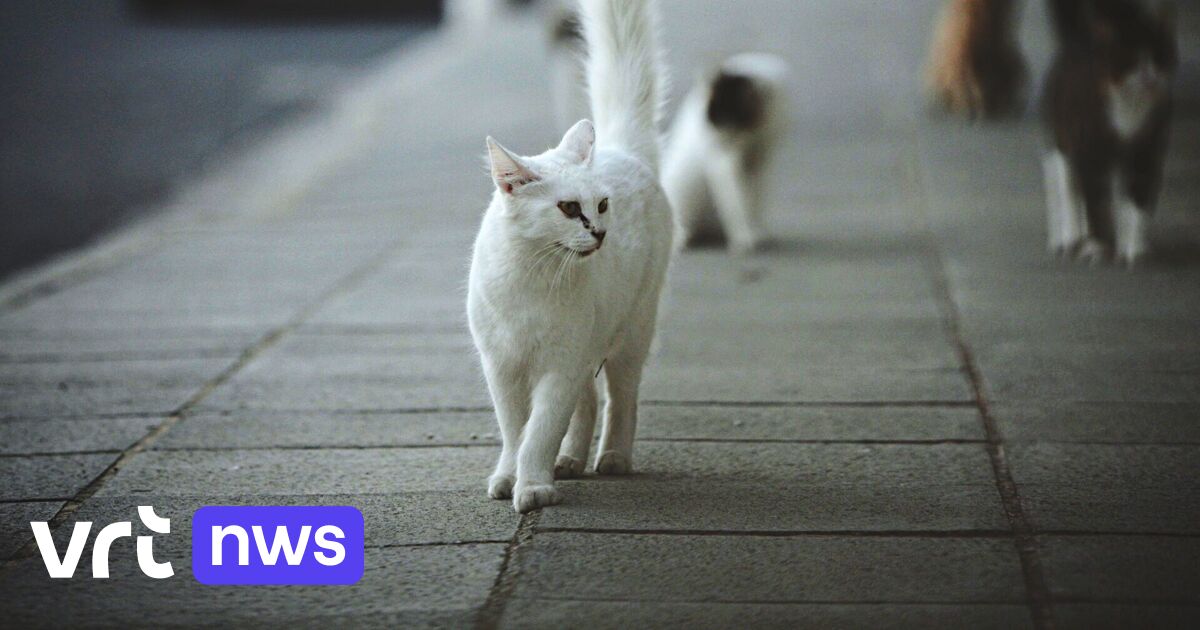 Beveren-Kruibeke-Zwijndrecht pakt zwerfkatten zelf aan met vzw's Het Wase Poezenhuisje en Heartbeat