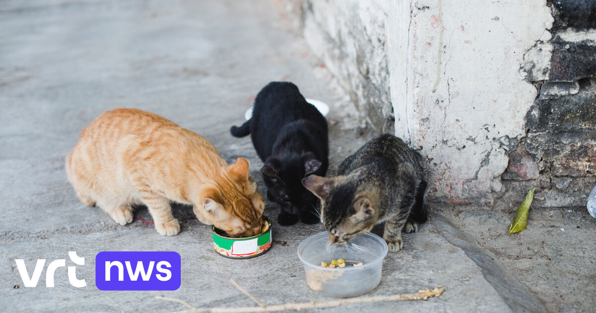 ベルギーで初めてのサンギルズ・ウェイズに鳥インフルエンザに感染した鶏肉のブリーダーの2匹の猫