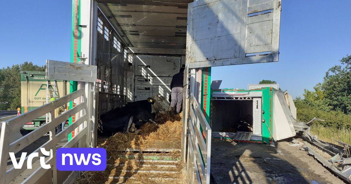 Urenlange hinder op E17 in Gentbrugge door gekantelde vrachtwagen met koeien