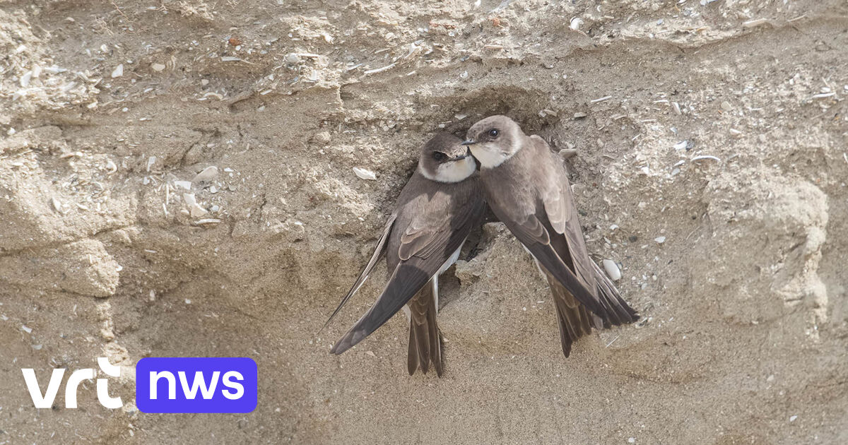 Oeverzwaluwen nestelen in bouwput Maaseik: 