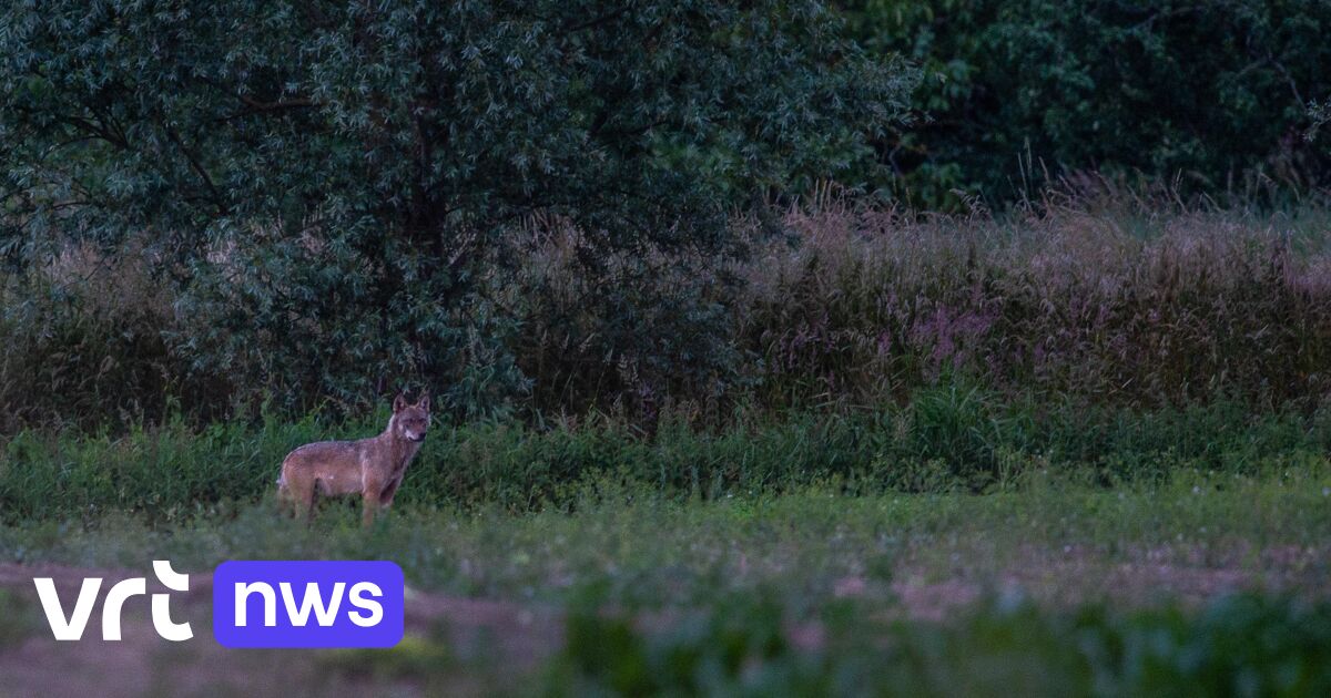 Drukke weg in Oudsbergen krijgt wilddetectiesysteem na aanrijding met