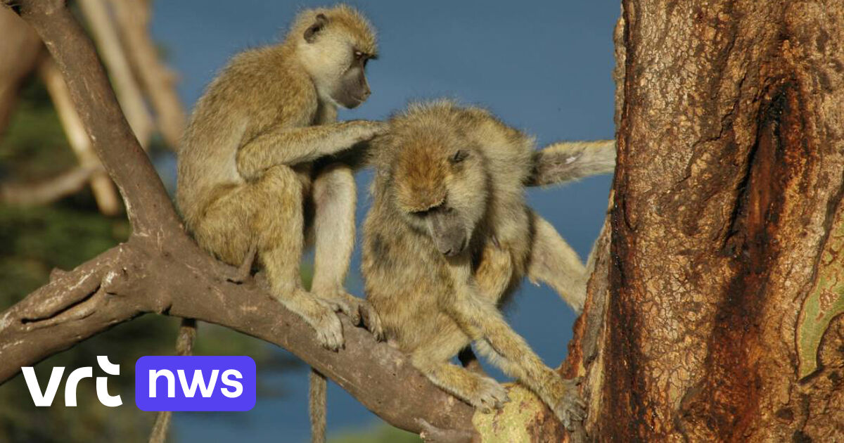 Male baboons with good friends live longer