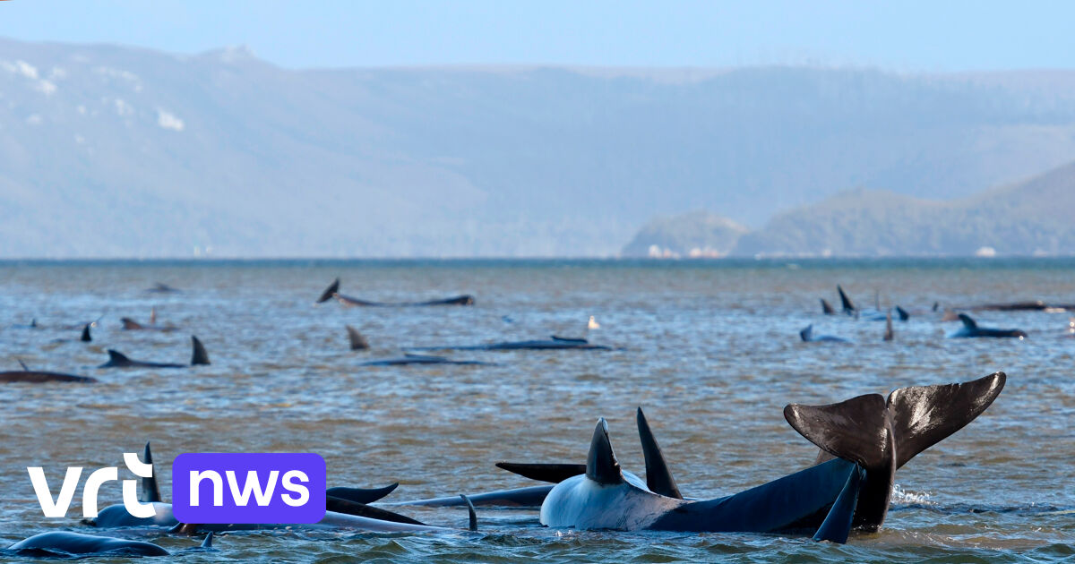 Hundreds of whales stranded off Tasmania, rescue workers rush to rescue them