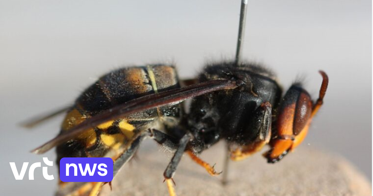 Scherpenheuvel-Zichem betaalt kosten terug voor verwijderen nest Aziatische hoornaar