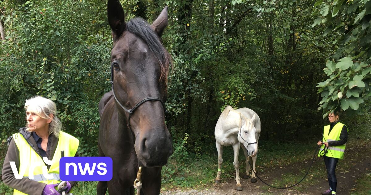 Sick horse walks 100 kilometers from Overijse to equine clinic in Lummen