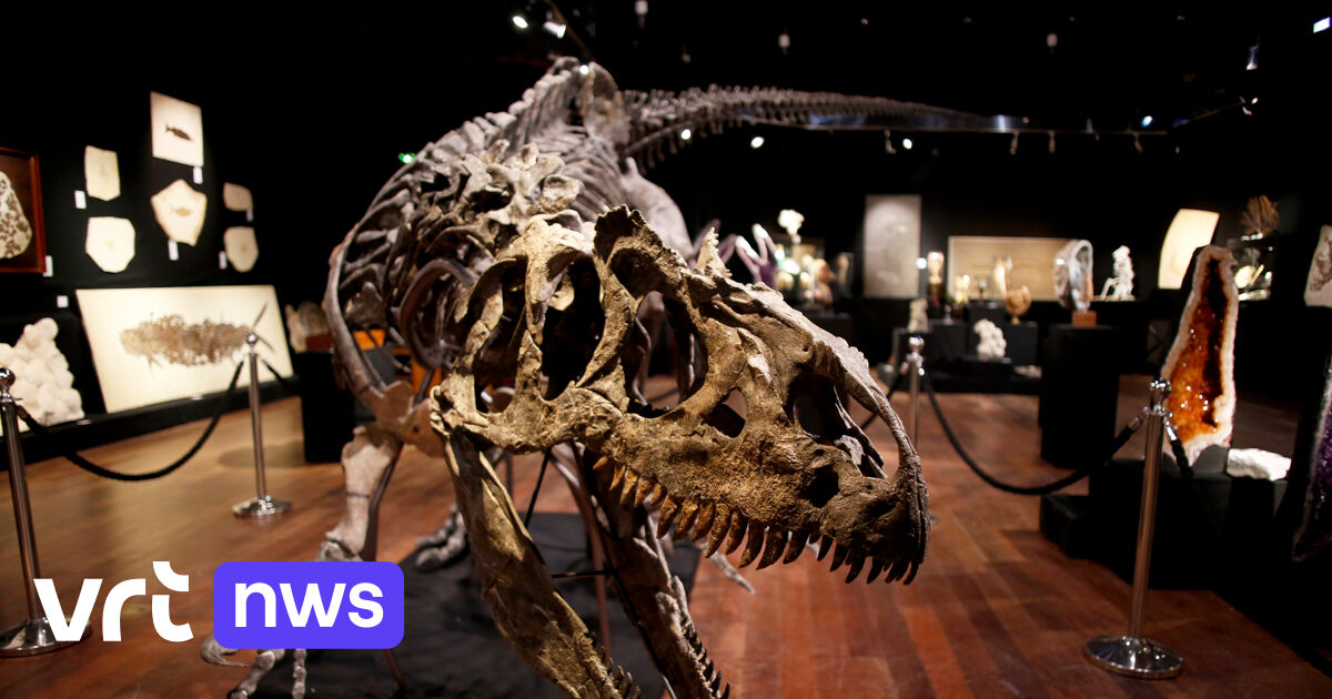 Skeleton of “grandfather of T-rex” sold for more than 3 million euros