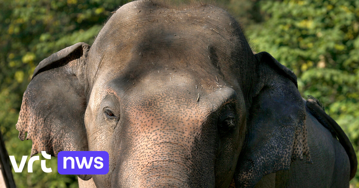 Singer Cher welcomes “most lonely elephant” Kaavan to a nature park in Cambodia