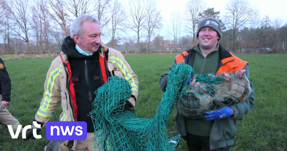 Police and fire brigade capture 12 escaped pigs in Lille