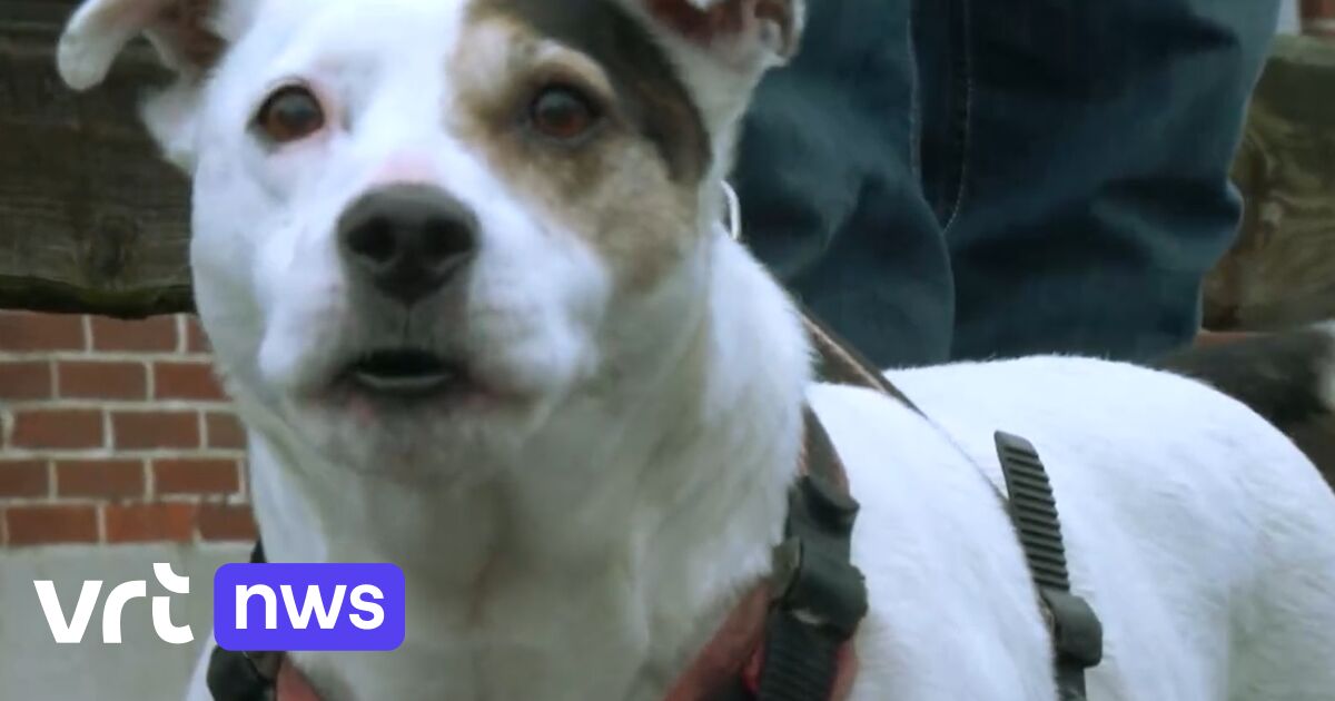 Hondje Thor redt het leven van 88-jarig baasje in Oppuurs  |  VRT NWS: nieuws
