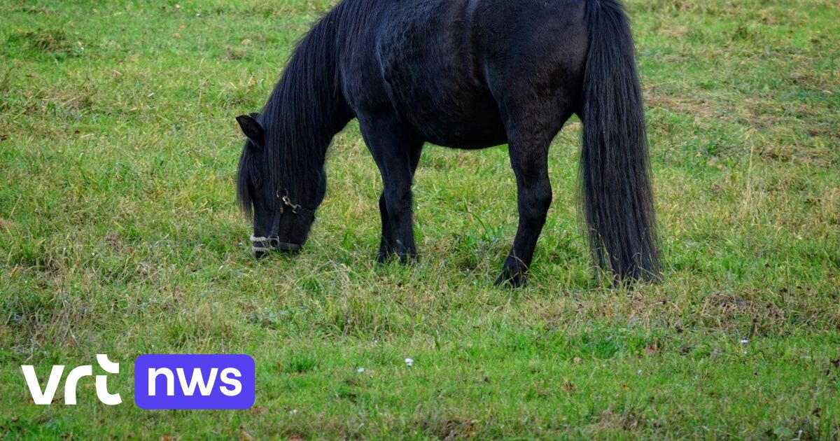 Wolf doodt 2 pony's in Oudsbergen "Druppel die de emmer doet overlopen