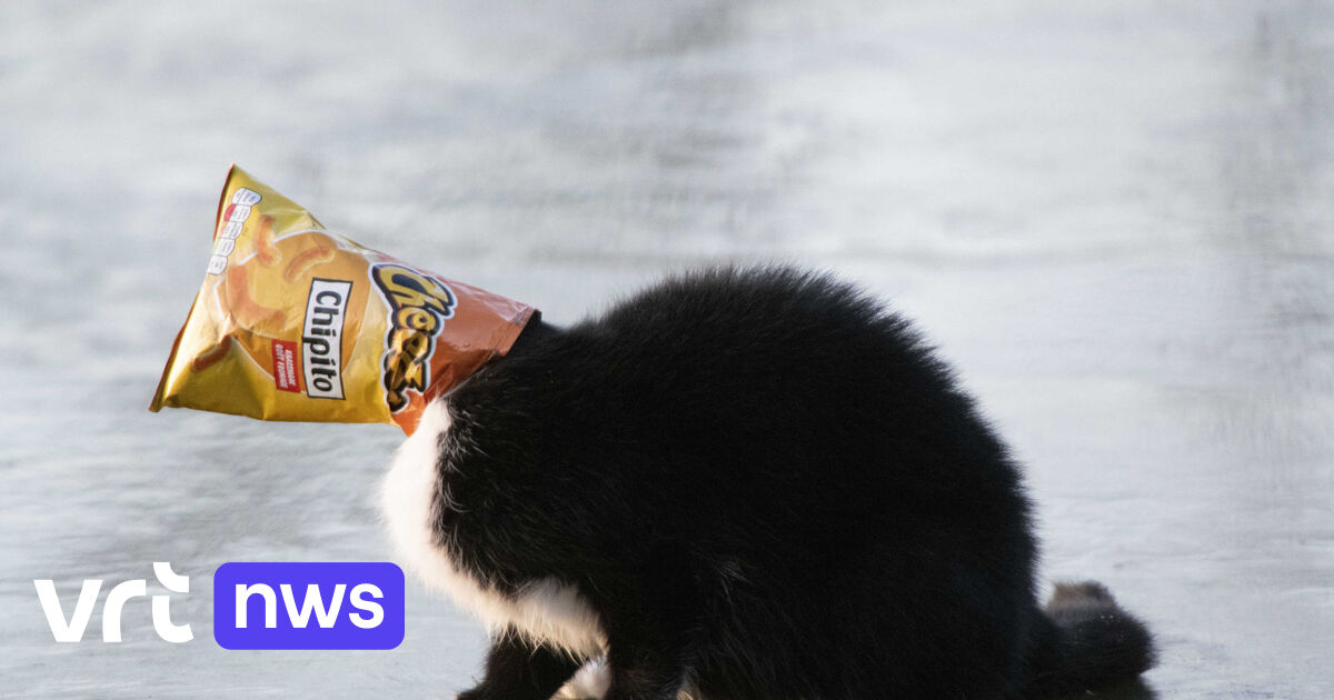 Cat with head stuck in empty crisp packet rescued from ...