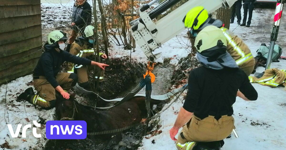 België, Schoten: De Brandweer Redt Een 30-jarig Paard Uit Een ...