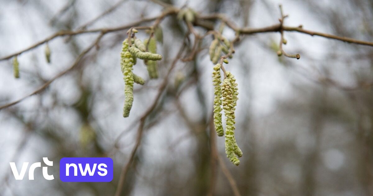 Pollenseizoen is begonnen met hazelaar en els: 