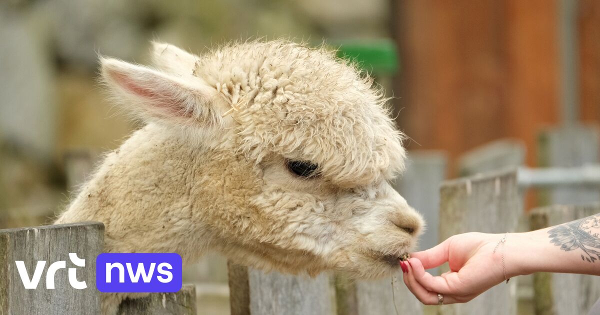 Ongeschikt Shuraba Moeras Alpaca's nog nooit zo populair: “Als je wil knuffelen en wandelen, koop dan  een hond” | VRT NWS: nieuws