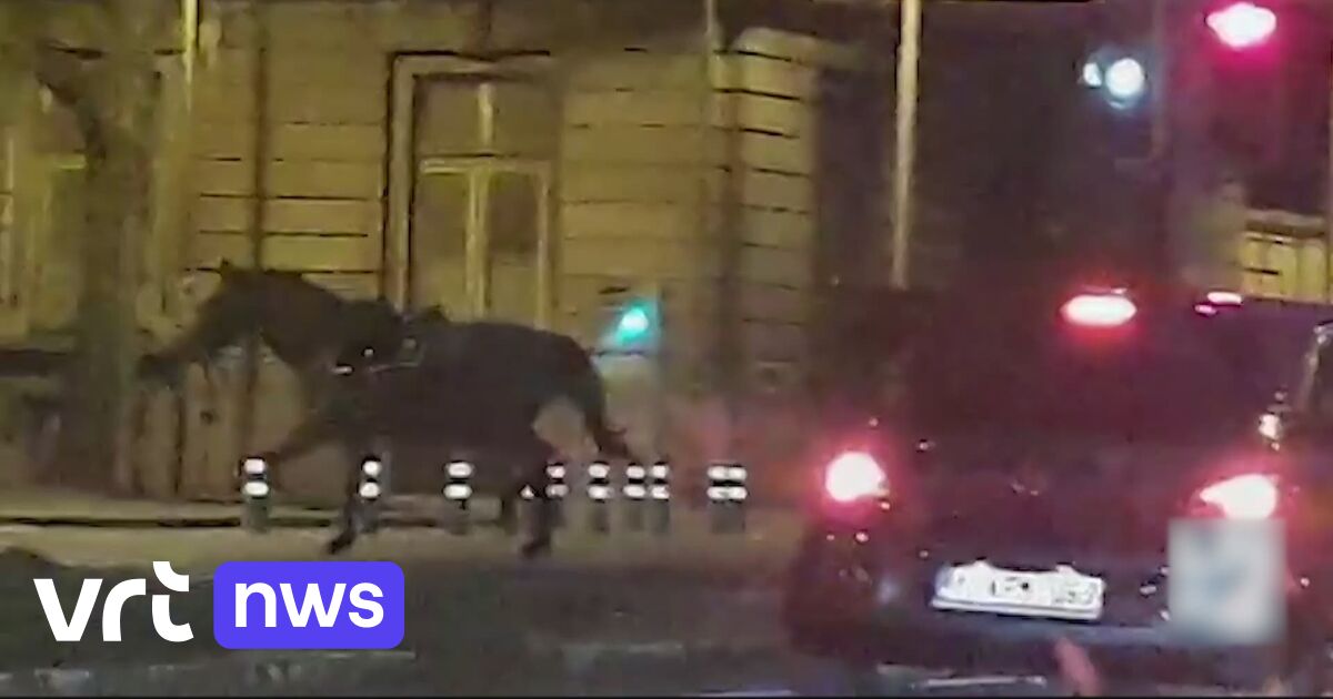 Riderless police horses return unaccompanied to base