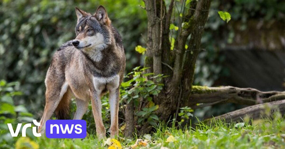 Nieuwe wolf gespot in buurt van Kalmthoutse Heide: schaapherder die