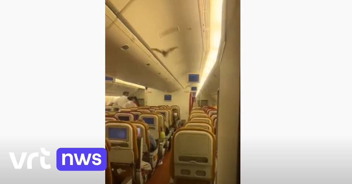 Bat in the cabin, Boeing of Air India makes a U-turn