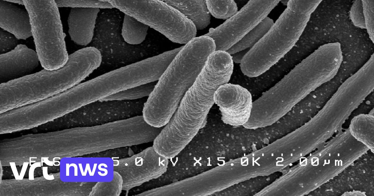 Gut bacteria use our dying cells as fuel for infections