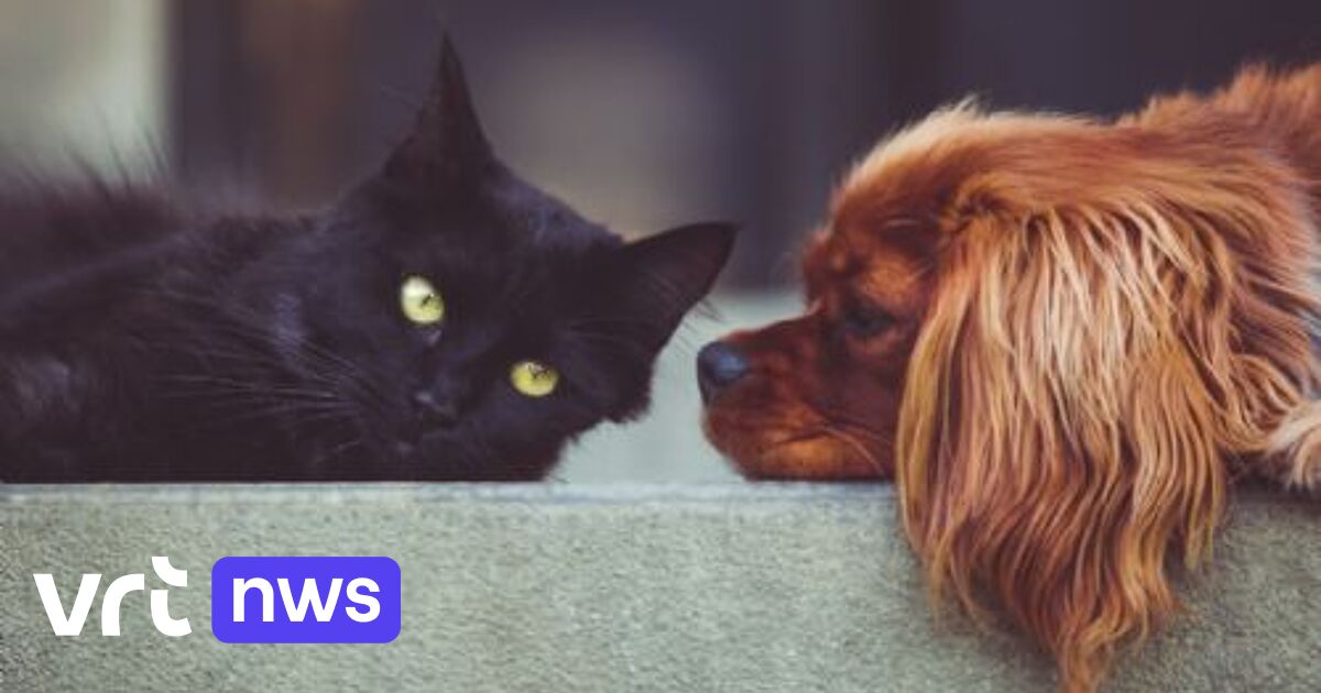 Stadskern Genk telt meeste honden en katten, Hasselt in totaal de grootste