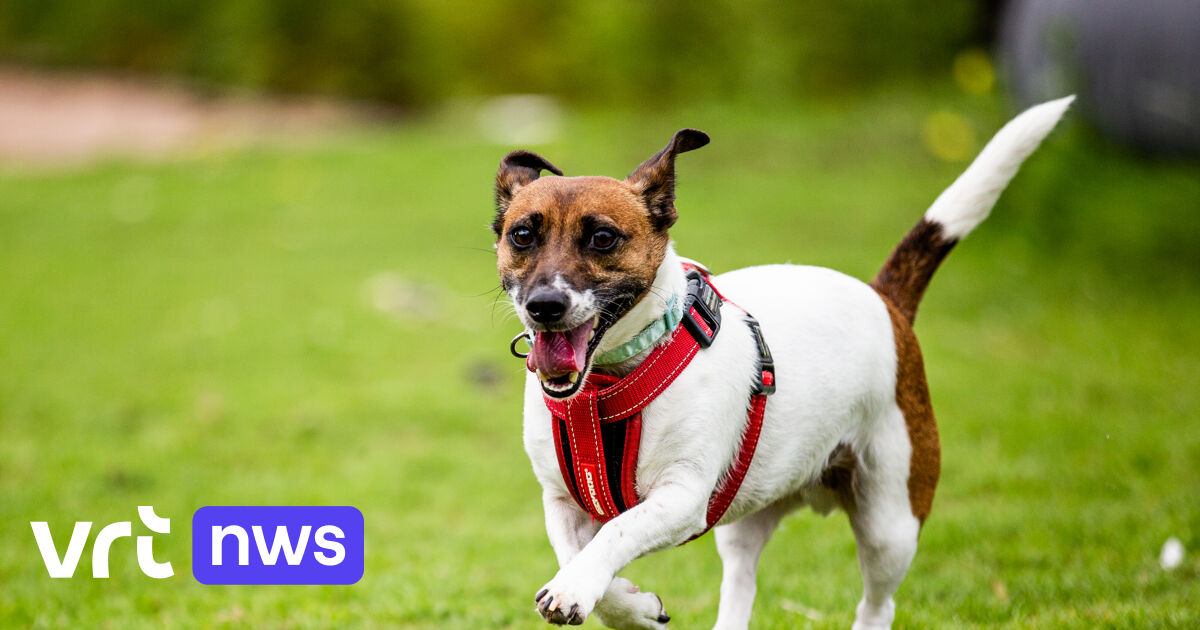 Op te slaan bewijs galerij Stroomhalsbanden voor honden verboden vanaf 2027 | VRT NWS: nieuws