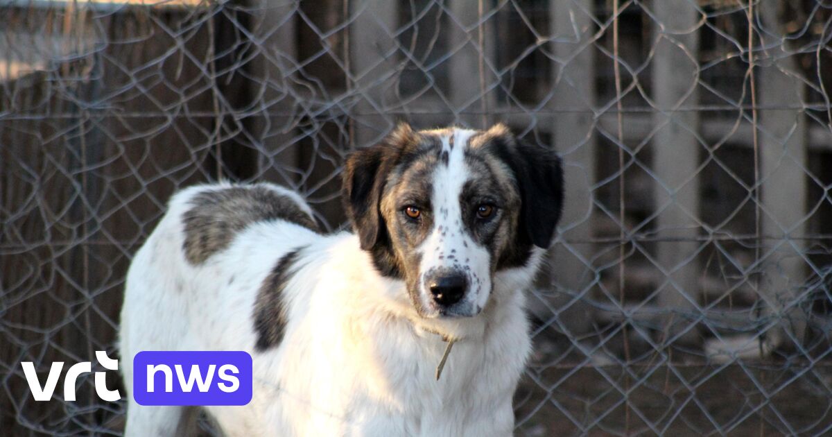 Sint-Truiden neemt agressieve hond in beslag na bijtincident