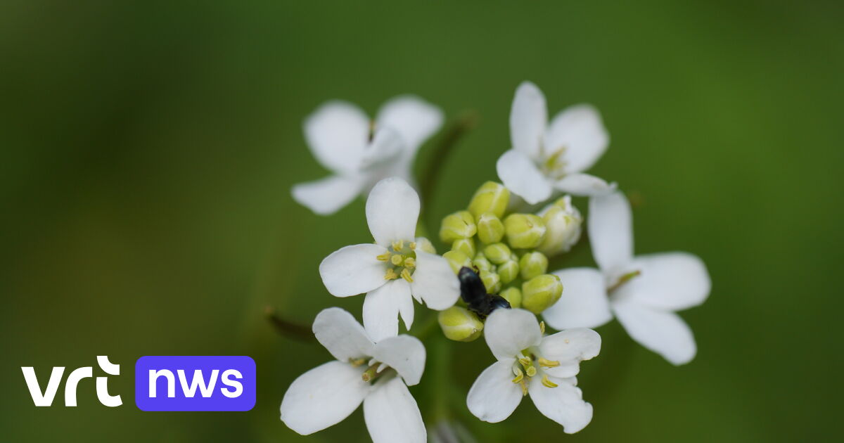 Plants grow bigger to handle heat, VIB-UGent team reveals role of phytohormones