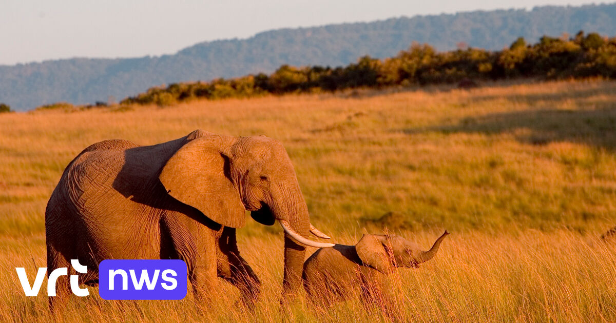 Fighting poaching in Kenya seems to be successful: more elephants and giraffes counted