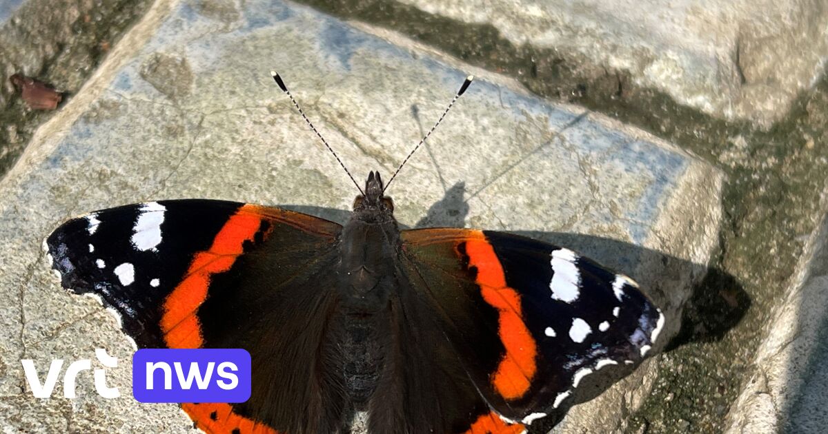 Waar komen al die vlinders opeens vandaan? “Het weer zit er voor iets