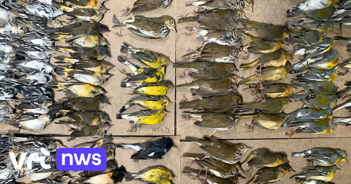 Hundreds of migratory birds crash into New York skyscrapers