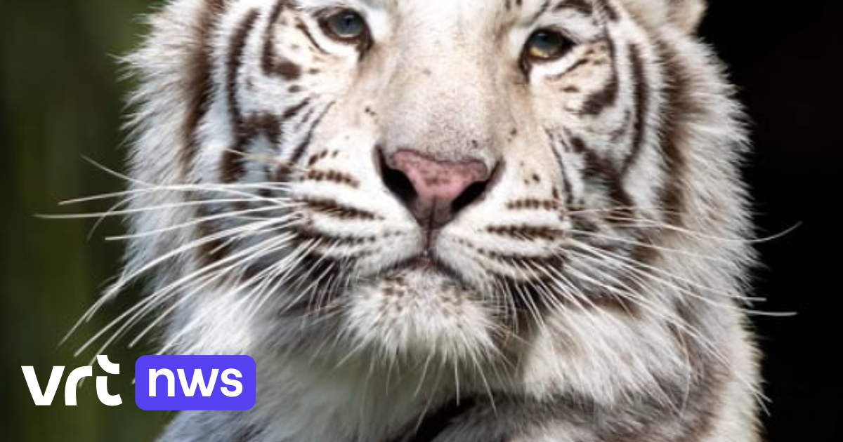 Ananiver Voor type top Pakawi Park verliest opnieuw tijger: "Door een gerichte beet van andere  tijger was dier op slag dood" | VRT NWS: nieuws