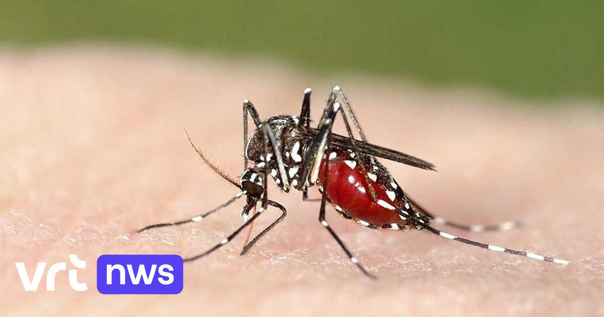 First drug ever developed against dengue in Flanders: 100 million patients per year can benefit from it