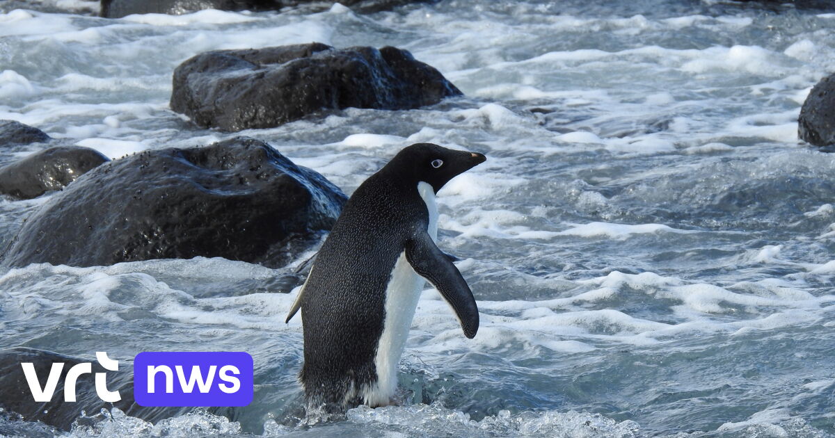 Pinguïn komt na 3.000 kilometer aan op Nieuw-Zeelands strand: "Kan