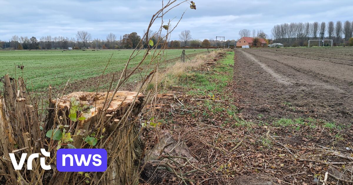 200 trees felled without a felling permit for padel fields Niels Destadsbader in Berlaar