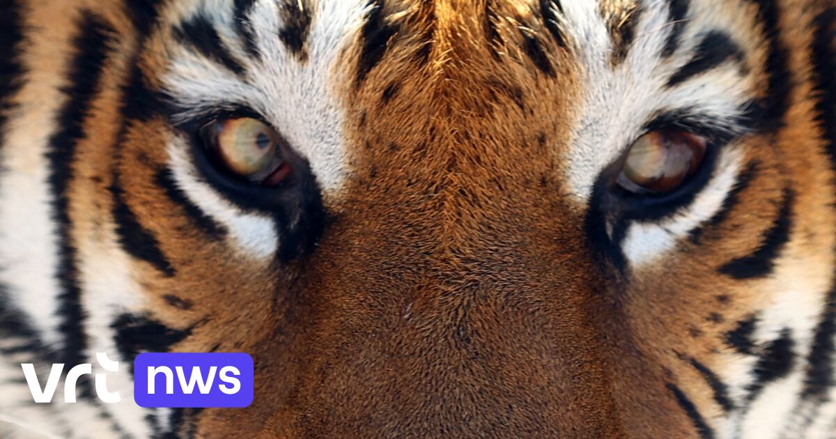 Chronisch deed het Voorgevoel Dodelijk jaar voor de tijger in India: recordaantal van 126 tijgers  gestorven in 2021 | VRT NWS: nieuws