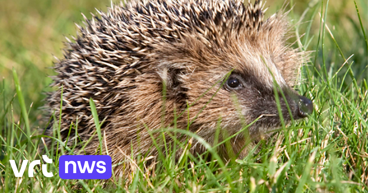 The ‘superbug’ MRSA arose in hedgehogs long before the medical use of antibiotics