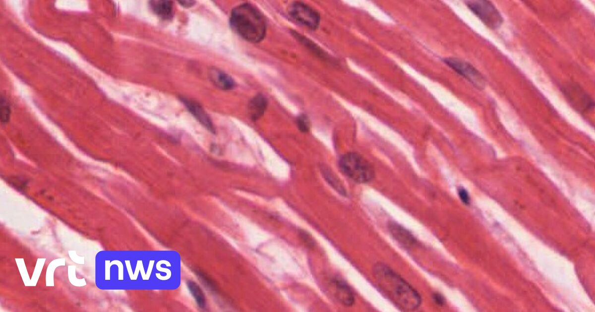 Inexhaustible source of human heart muscle cells allows significant decrease in animal testing