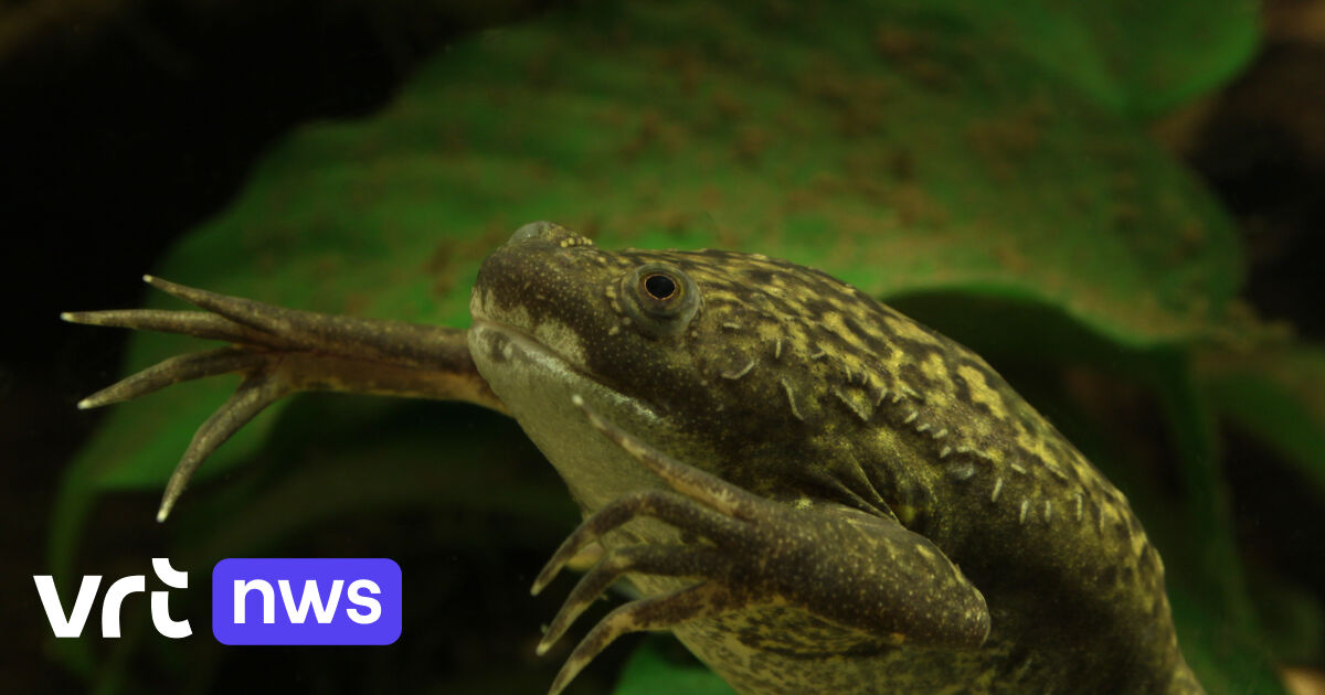 Wetenschappers laten poot van een volwassen kikker opnieuw aangroeien