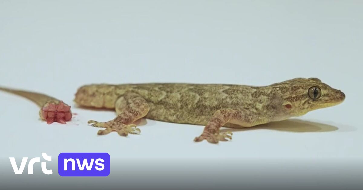 Mysterie opgelost hoe hagedissen in nood hun staart afwerpen die anders stevig vast zit VRT