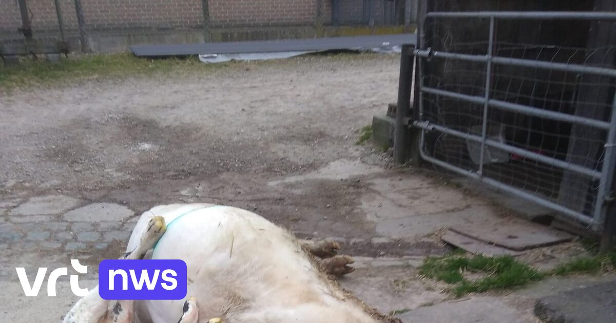 Koe en kalfje in Sint-Agatha-Rode gestorven na het eten van blik in hooigras