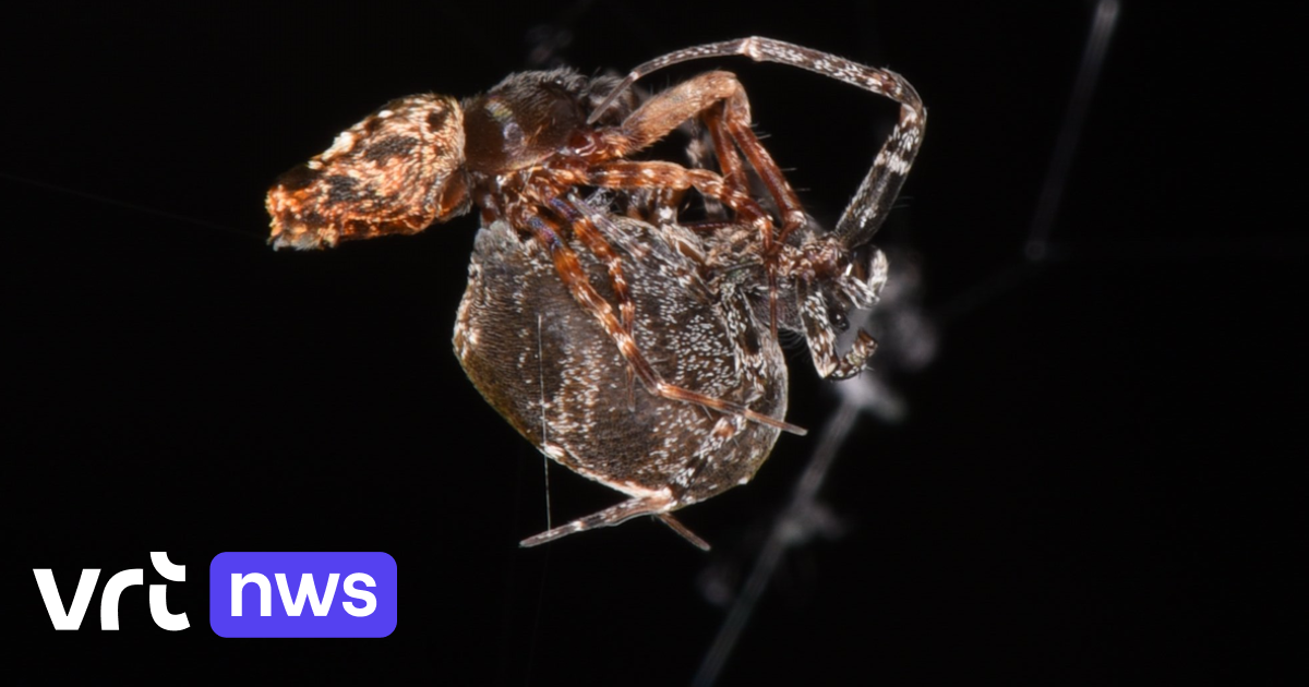 I ragni maschi si catapultano a vicenda dopo l’accoppiamento ad alta velocità per evitare di essere mangiati