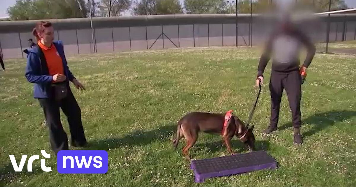 Gedetineerden trainen honden met gedragsproblemen “Ik help de hond en mezelf om socialer te
