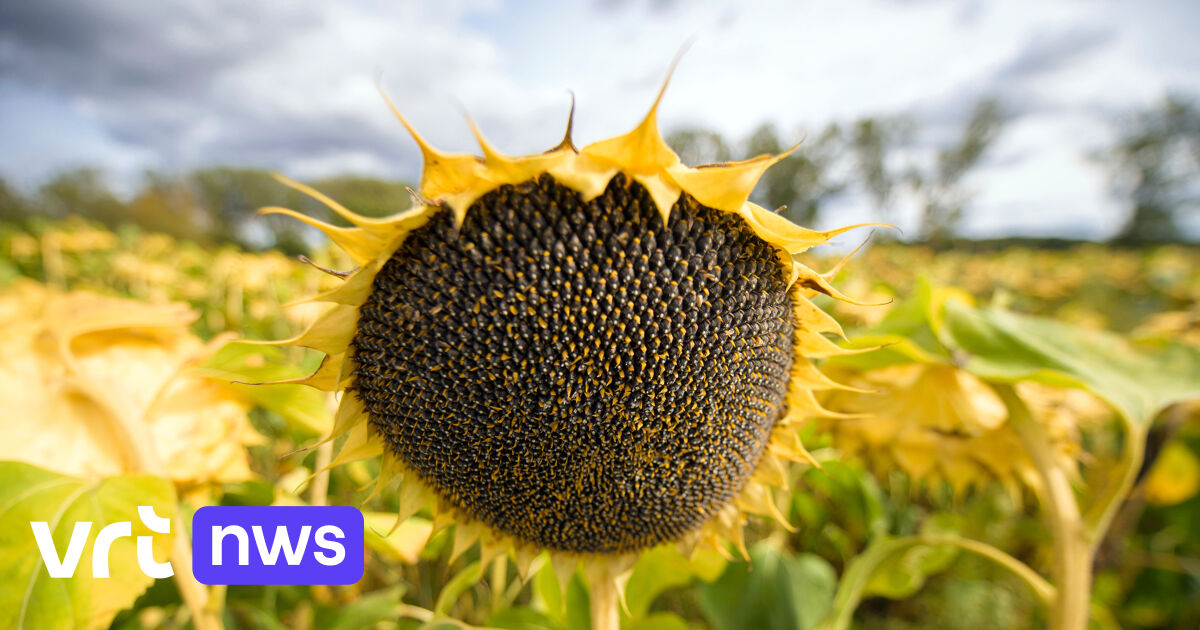 War makes food producers choose ingredients other than sunflower: this is how you notice this in the store