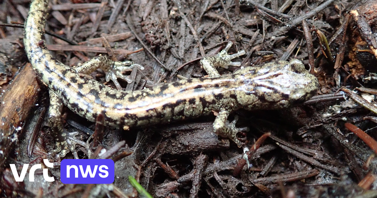 These salamanders can survive a fall from tall trees by "skydiving
