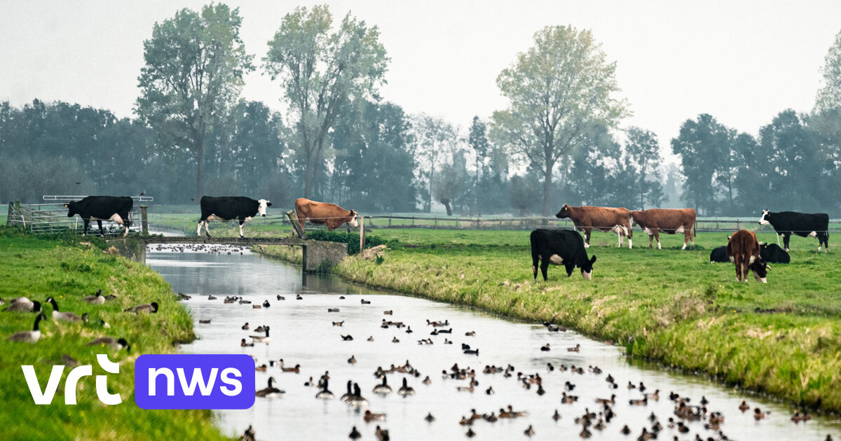 Dutch government comes with nitrogen plan: “Tough for farmers, but there is no other choice”